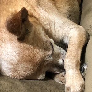 Meet your Posher, Francy